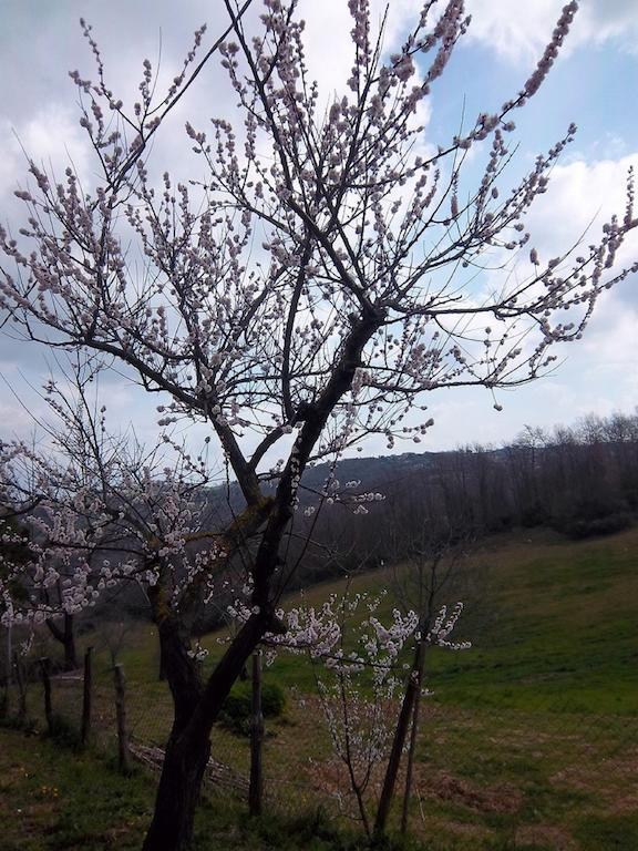 Agriturismo Norianino Montemerano Exteriör bild